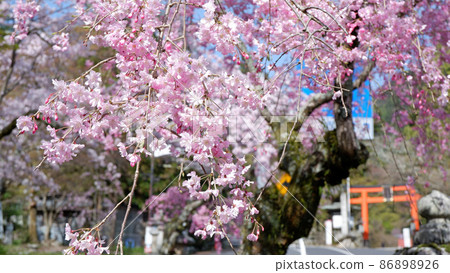 Spring day Yoshibaba cherry blossoms in full bloom Spring day Yoshibaba cherry blossoms in full bloom 86898926