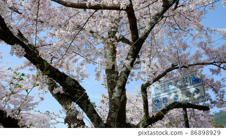 Spring day Yoshibaba cherry blossoms in full bloom Spring day Yoshibaba cherry blossoms in full bloom 86898929