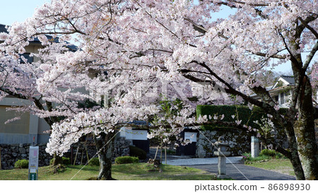 Spring day Yoshibaba cherry blossoms in full bloom 86898930