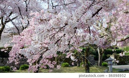 Spring day Yoshibaba cherry blossoms in full bloom Spring day Yoshibaba cherry blossoms in full bloom 86898932
