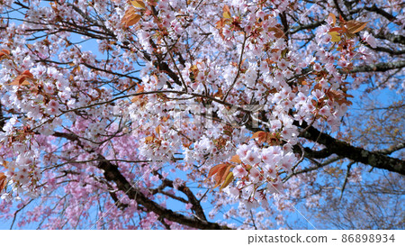 Spring day Yoshibaba cherry blossoms in full bloom Spring day Yoshibaba cherry blossoms in full bloom 86898934