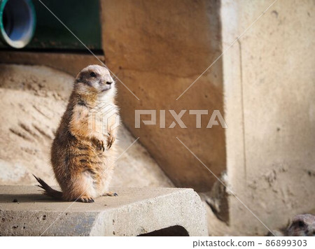草原土撥鼠 86899303