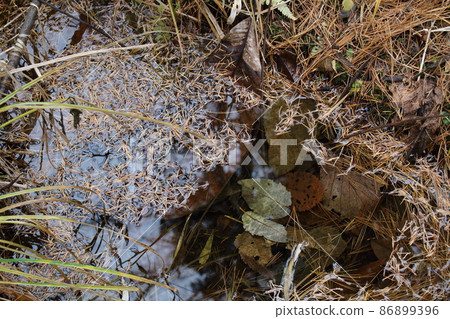 Late autumn miniature garden Late autumn miniature garden 86899396