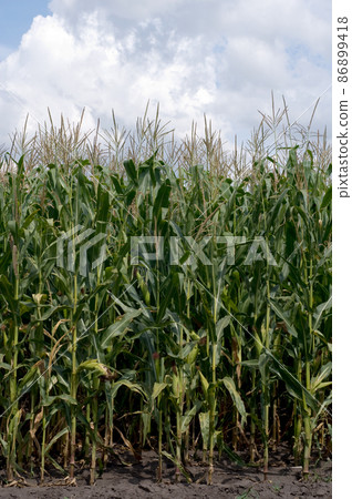 Corn field 86899418