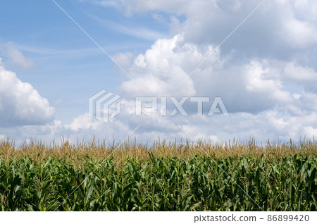 Corn field Corn field 86899420