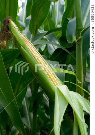 Corn field 86899438