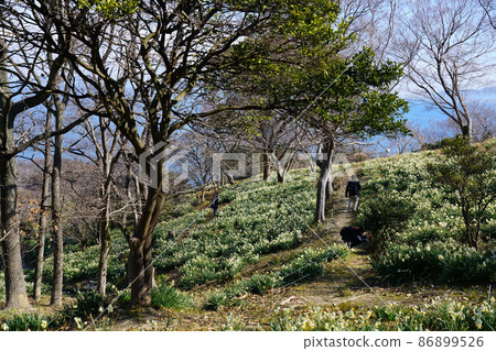 Scenery of daffodils and the Seto Inland Sea blooming on Mushima, the southernmost tip of Okayama Prefecture 3 Kasaoka City, Okayama Prefecture Scenery of daffodils and the Seto Inland Sea blooming on Mushima, the southernmost tip of Okayama Prefecture 3 Kasaoka City, Okayama Prefecture 86899526
