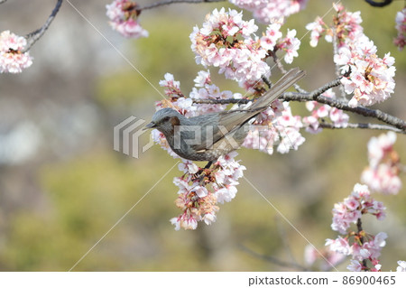 與細樹枝完美平衡的球莖 與細樹枝完美平衡的球莖 86900465