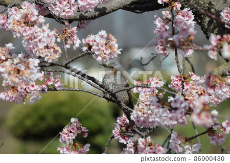 Bulbul with impressive brown cheeks Bulbul with impressive brown cheeks 86900480