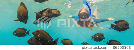 Happy woman in snorkeling mask dive underwater with tropical fishes in coral reef sea pool. Travel lifestyle, water sport outdoor adventure, swimming lessons on summer beach holiday BANNER, LONG Happy woman in snorkeling mask dive underwater with tropical fishes in coral reef sea pool. Travel lifestyle, water sport outdoor adventure, swimming lessons on summer beach holiday BANNER, LONG 86900568