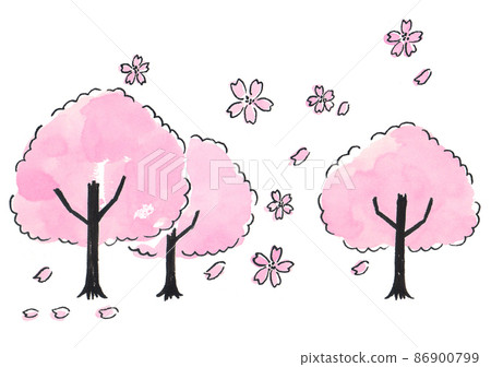 櫻桃樹，落下的櫻花瓣 86900799