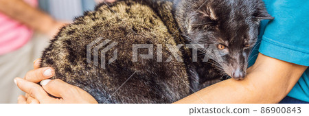 kopi luwak asian palm civet caffee, eyes closeup, most expensive coffee animal BANNER, LONG FORMAT 86900843