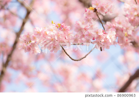 Kawazu cherry tree Kawazu cherry tree 86900963