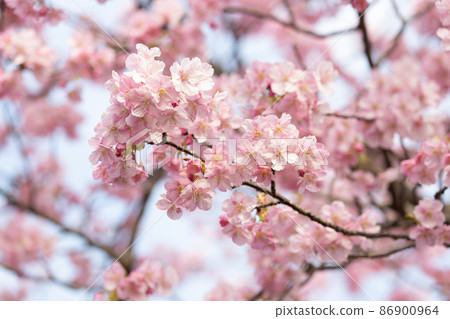 Kawazu cherry tree Kawazu cherry tree 86900964