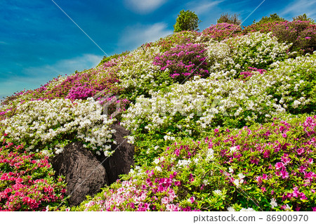 Azalea Festival 86900970