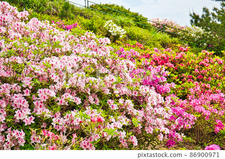 Azalea flower in full bloom 86900971