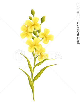 Mustard Plant Realistic Composition - Stock Illustration [86901180] - PIXTA