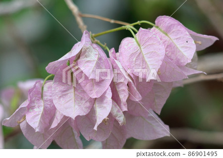 充滿熱帶特色的花朵 86901495