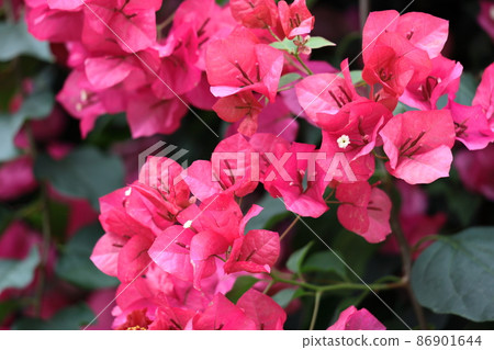 充滿熱帶特色的花朵 86901644