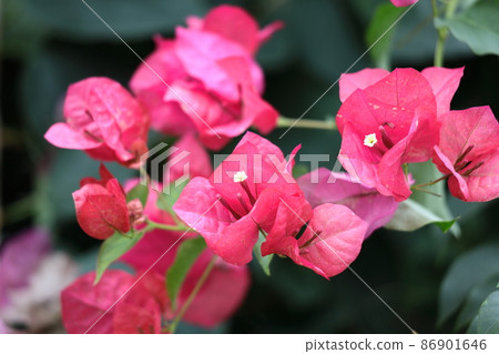 充滿熱帶特色的花朵 86901646