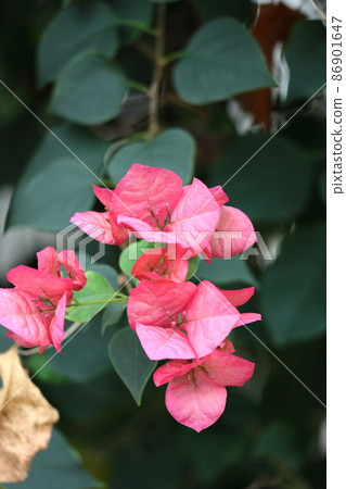 充滿熱帶特色的花朵 86901647