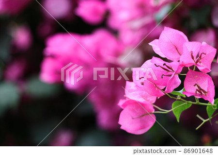 Flowers full of tropical characteristics 86901648