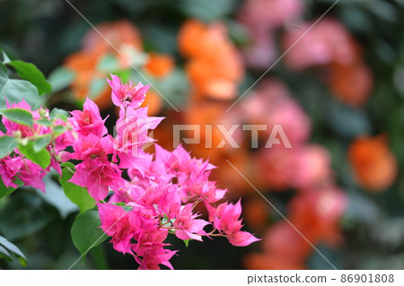 充滿熱帶特色的花朵 充滿熱帶特色的花朵 86901808