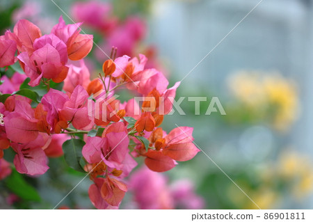 充滿熱帶特色的花朵 充滿熱帶特色的花朵 86901811