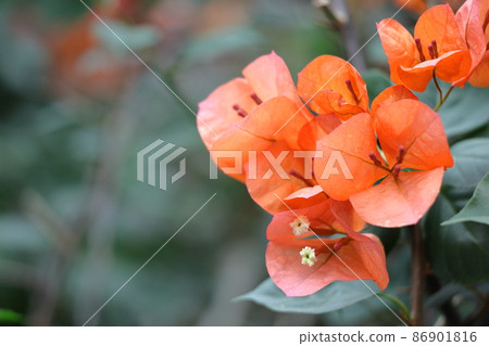 充滿熱帶特色的花朵 充滿熱帶特色的花朵 86901816