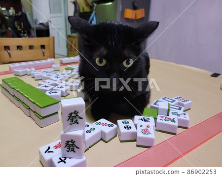 過年打麻將的小黑貓 過年打麻將的小黑貓 86902253