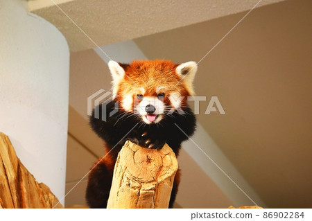 Lesser panda Lesser panda 86902284