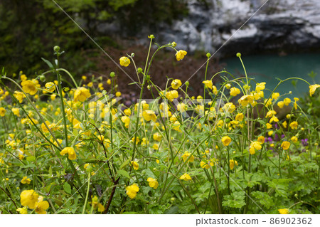 Yellow flowers branch on green grass background. Ranunculus acris, meadow buttercup 86902362