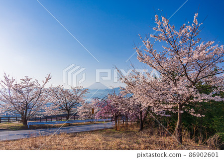 （山梨縣）十日京公園環狀橋櫻花和富士山 86902601
