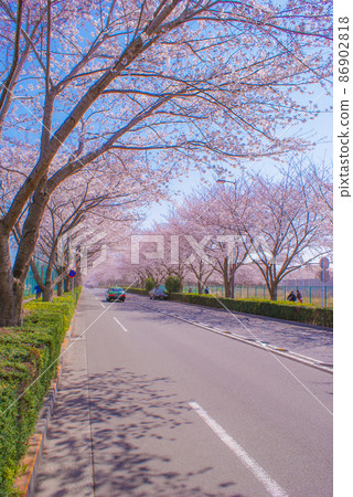 府中市體育場街上的櫻花 86902818