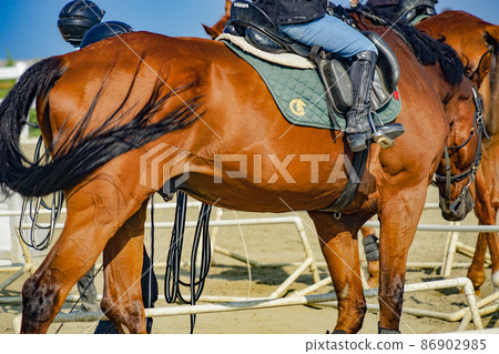 Brown cool horse 86902985