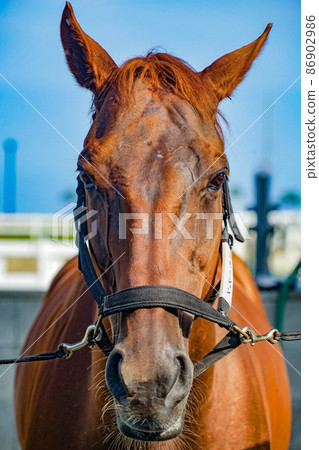 Brown cool horse 86902986