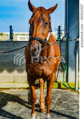 Brown cool horse 86902987