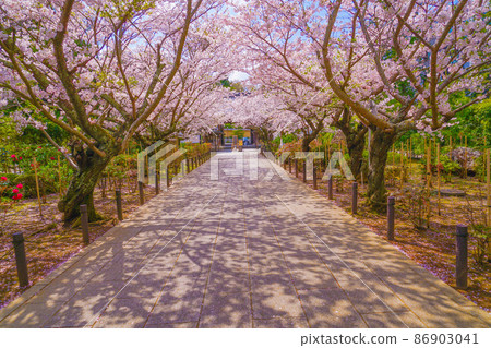 Cherry blossoms tunnel in full bloom 86903041