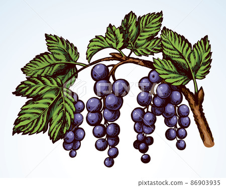Currants on branch. Vector drawing - Stock Illustration [86903935] - PIXTA