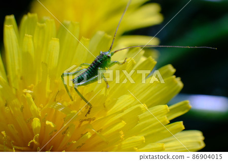 Tettigonia orientalis on dandelions 11 Tettigonia orientalis on dandelions 11 86904015