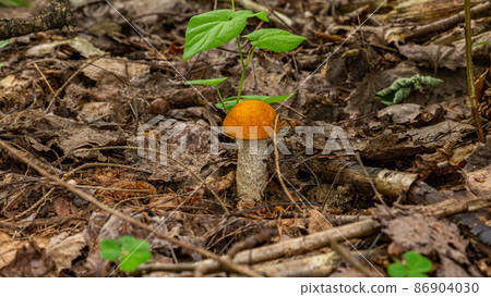 A small boletus growing from under the leaves in the forest A small boletus growing from under the leaves in the forest 86904030