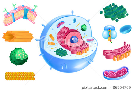 Cell Anatomy Set 86904709