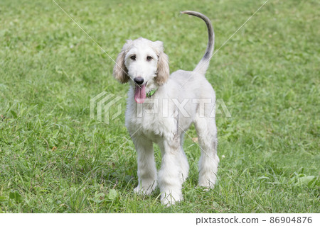 Afghan hound puppy is looking at the camera. Pets. Afghan hound puppy is looking at the camera. Pets. 86904876