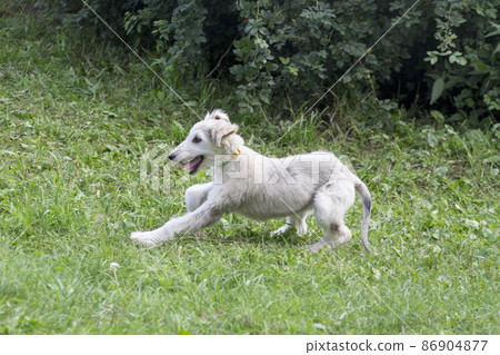 Afghan hound puppy is runing on green grass. Pets. 86904877