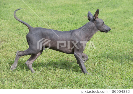 Mexican hairless dog puppy walking in autumn park. Mexican hairless dog puppy walking in autumn park. 86904883