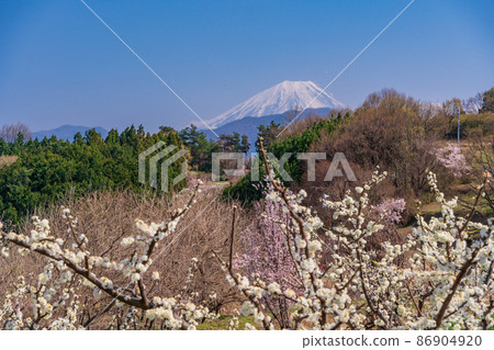 (Yamanashi Prefecture) View of Mt. Fuji from the orchard in Minami Alps 86904920