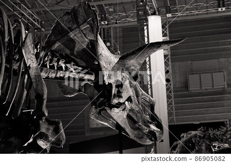 恐龍化石展覽(三角龍) 恐龍化石展覽(三角龍) 86905082