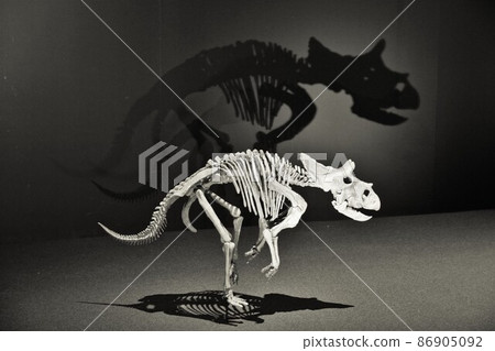 Exhibition of dinosaur fossils (Triceratops) 86905092