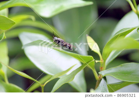 Black soldier fly staying on the leaves of Wax-leaf privatus Black soldier fly staying on the leaves of Wax-leaf privatus 86905321
