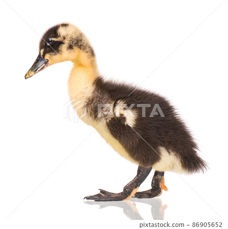 Cute newborn duckling Cute newborn duckling 86905652